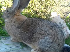 Кролики самцы, самки и крольчата