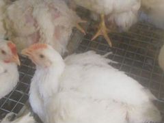 Продаются суточные и подрощенные цыплята бройлера