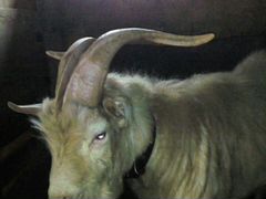 Продается племянной козел,вес 50 кг.Торг