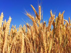 Зерно пшеница, овес