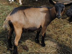 Чешская коза