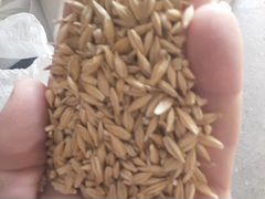 Ячмень и Пшеница- 4 тонны