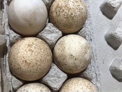 Яйца инкубационное индюшиное
