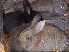 Кролики от 1 мес