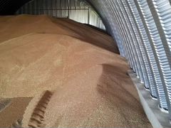 Зерно ячмень 100 тонн