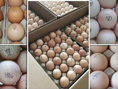 Инкубационное яйцо с доставкой по России
