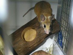 Иглистая мышь (акомис)