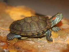 Красноухоя черепаха