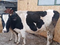 Корова, 2 года, живой вес 510кг