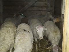 Овцы матки