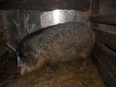 Продам свиней породы кармалы