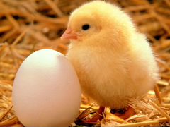Инкубационное яйцо и цыплята