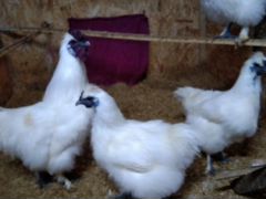 Инкубационные яйцо и цыплята редких пород кур