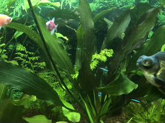 Растения аквариумные. Эхинодорус Слава кпсс