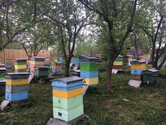 Семьи пчёл (пчелопакет )