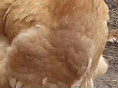 Куры, цыплята и инкубационные яйца