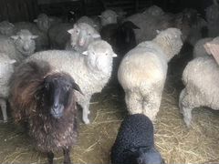 Овцы и бараны