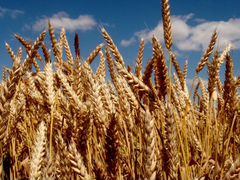 Пшеница озимая 250000 кг. урожай 2017 года