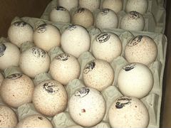 Инкубационное яйцо индейки хайбрид конвертер Канад