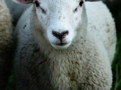 Закупаю коз овец ягнят на мясо
