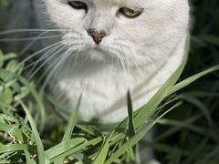 Шотландский кот на вязку