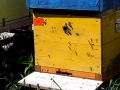 Продам пчел, пчелосемьи на выбор