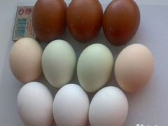 Яйцо куриное инкубационное "Легбар"