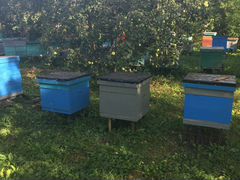 Продам пчелосемьи на 8 рамках среднерусской породы
