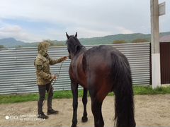 Лошадь Карачаевской породы