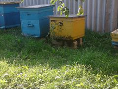 Продам ульи с пчелами