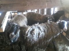 Овцы, овцематки