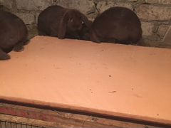 Кролики французский баран Гована