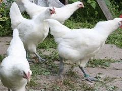 Продам цыплят бресс-галльская порода 2,5 месяца
