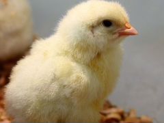 Цыпленок Разная порода Си вопросы обращайтесь по т