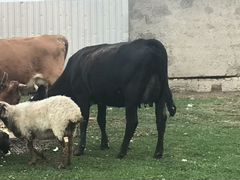 Корова и бычок