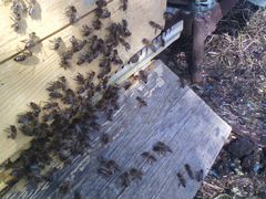 Пчелиные семьи