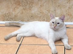 Тайский кот для вязки