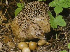 Инкубационные яйца фазанов