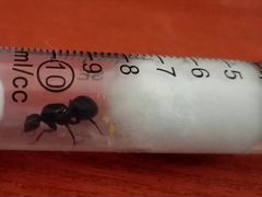 Продажа муравьинной матки messor structor