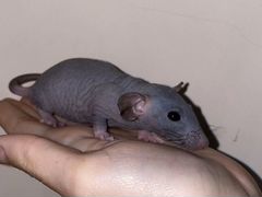 Крысята сфинкс дамбо чёрные