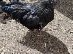 Аям-Цемани-инкубационные яйца или цыплята суточные