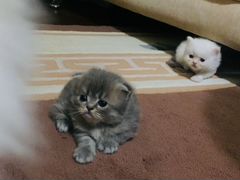 Кошки персидские