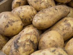 Продам картофель молодой и другие овощи