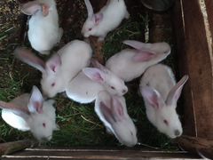 Кролики Великаны+Шиншиллы