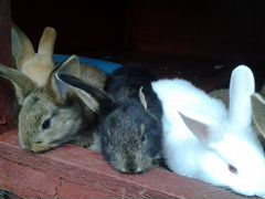 Кролики 1месяц,собственная селекция