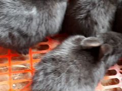 Кролики породы Серебро
