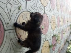 Котёнок шатланский весло ухий чёрный (без имени)