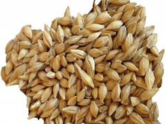 Ячмень пшеница 2020
