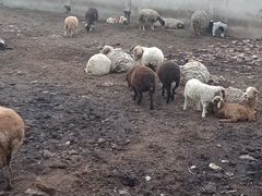 Овцы