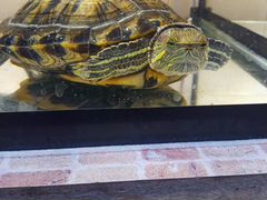Красноухие черепахи